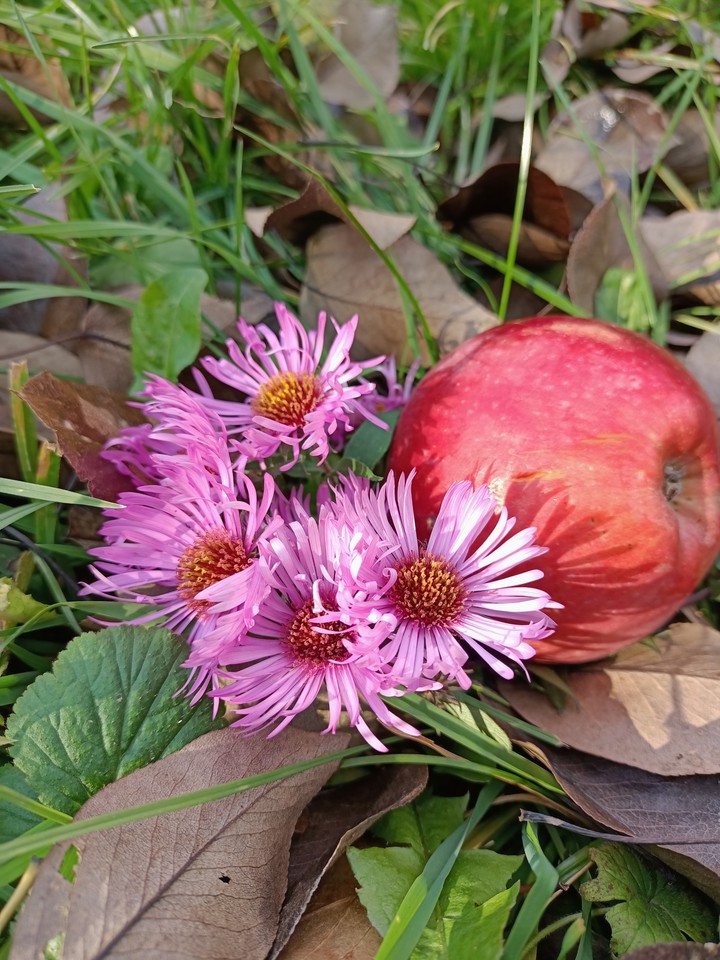 autumn