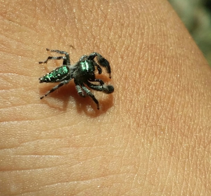 araña en la mano