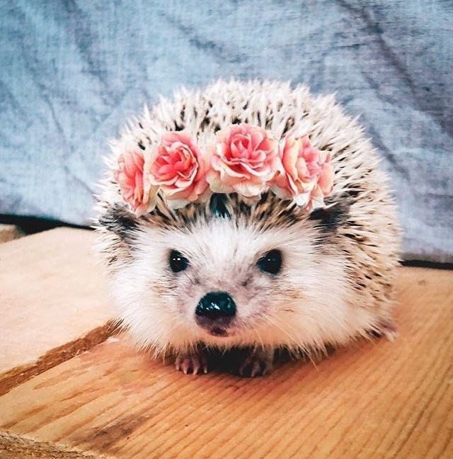 cute hedgehog