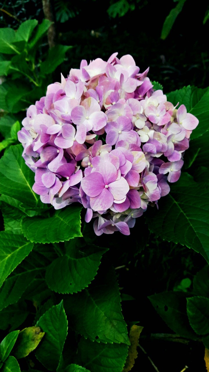 Hortências