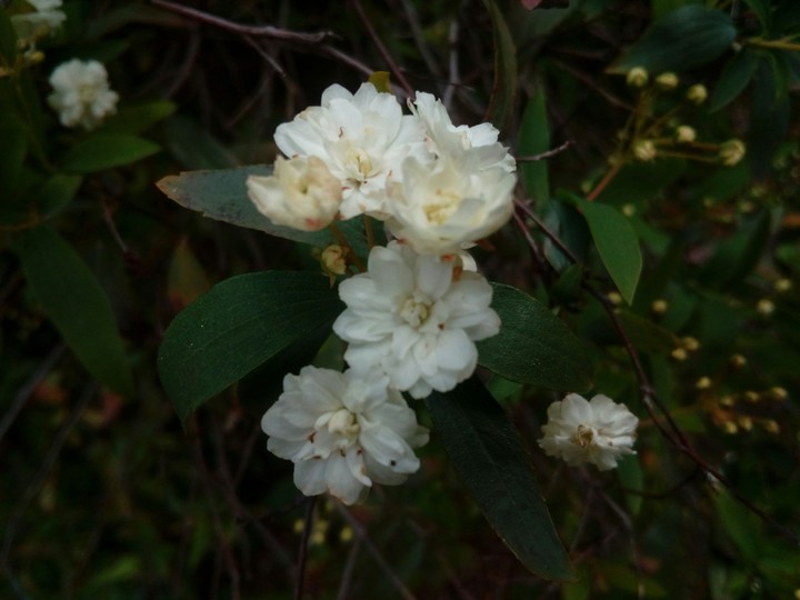 Wistful white