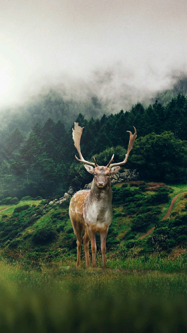 an