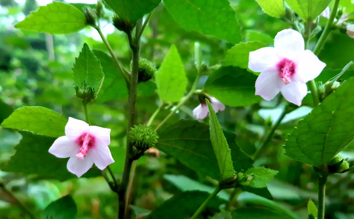 naturally grown flowers