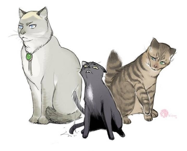 котики