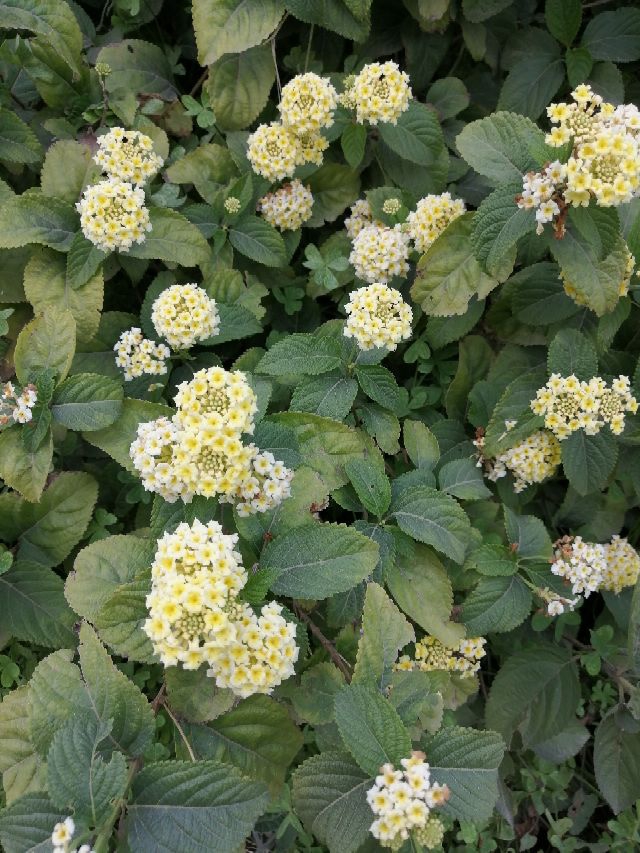 Winter flowers in Algeria