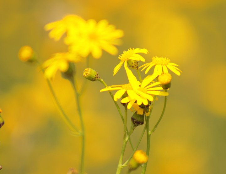 fleur marguerite