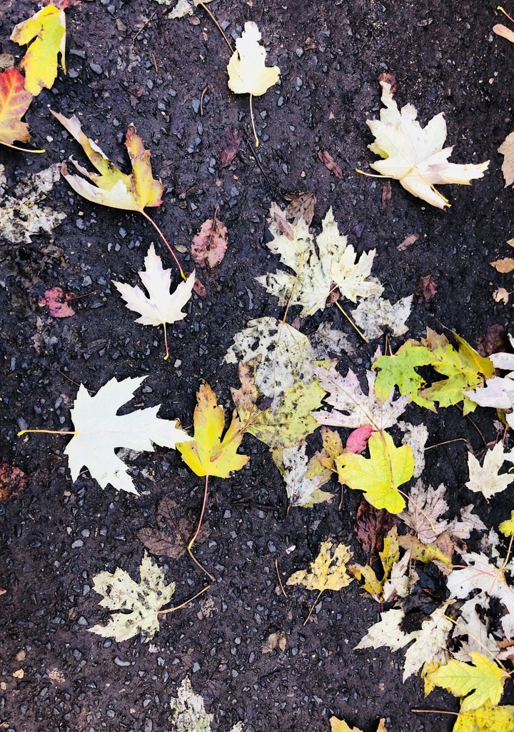 Autumn love
