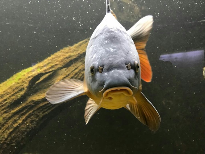 fish