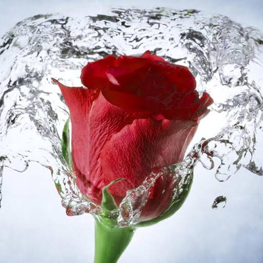 rose