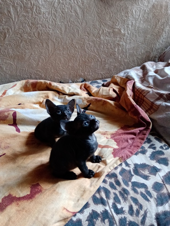 2 сестры.