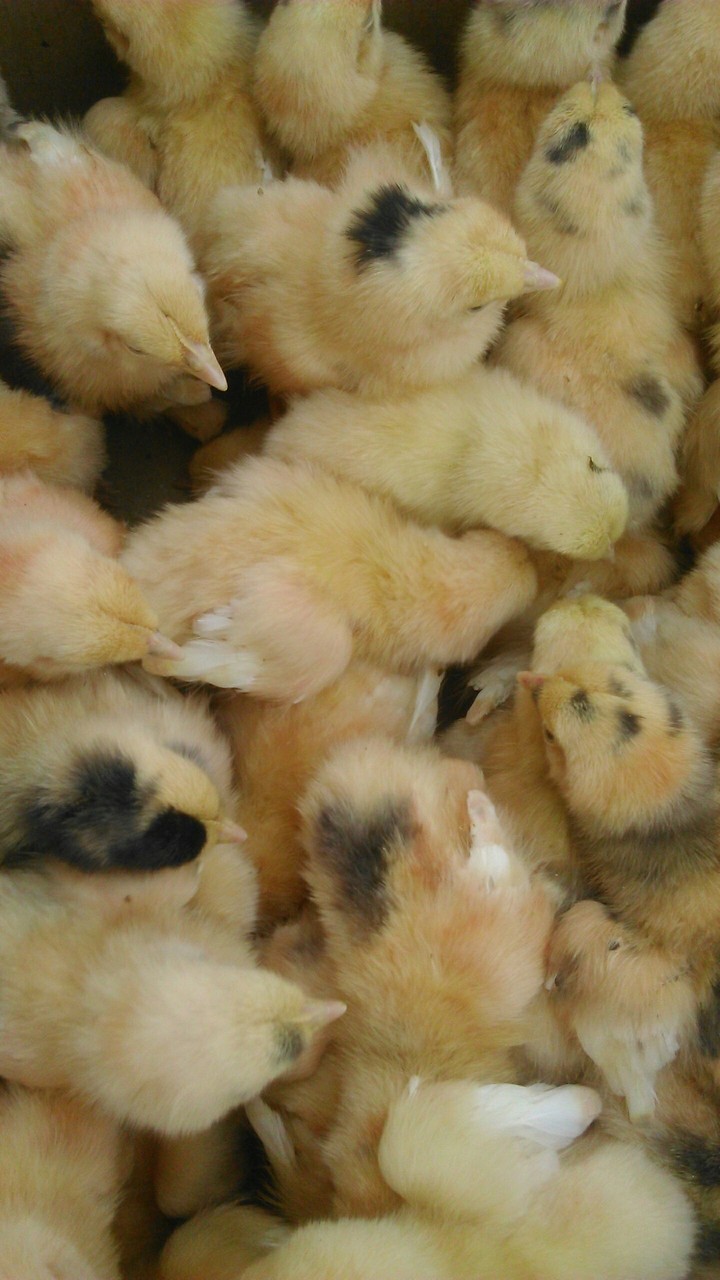 small chicks