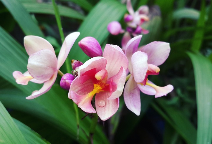 orchid