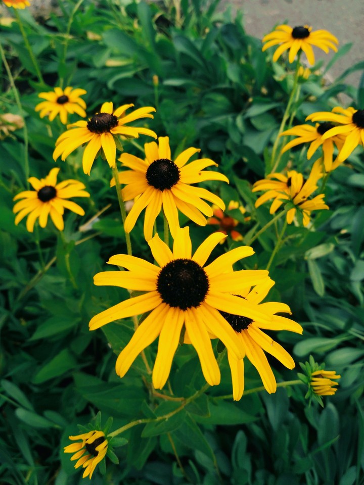 flowers