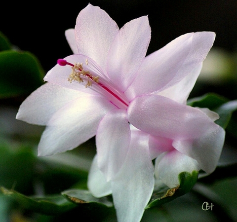 тапети plant, flower