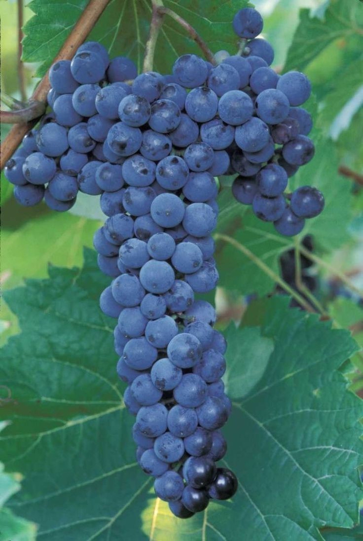 Grape