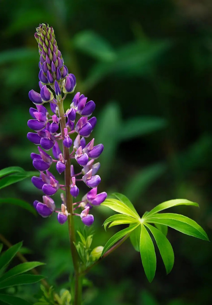 purple flower