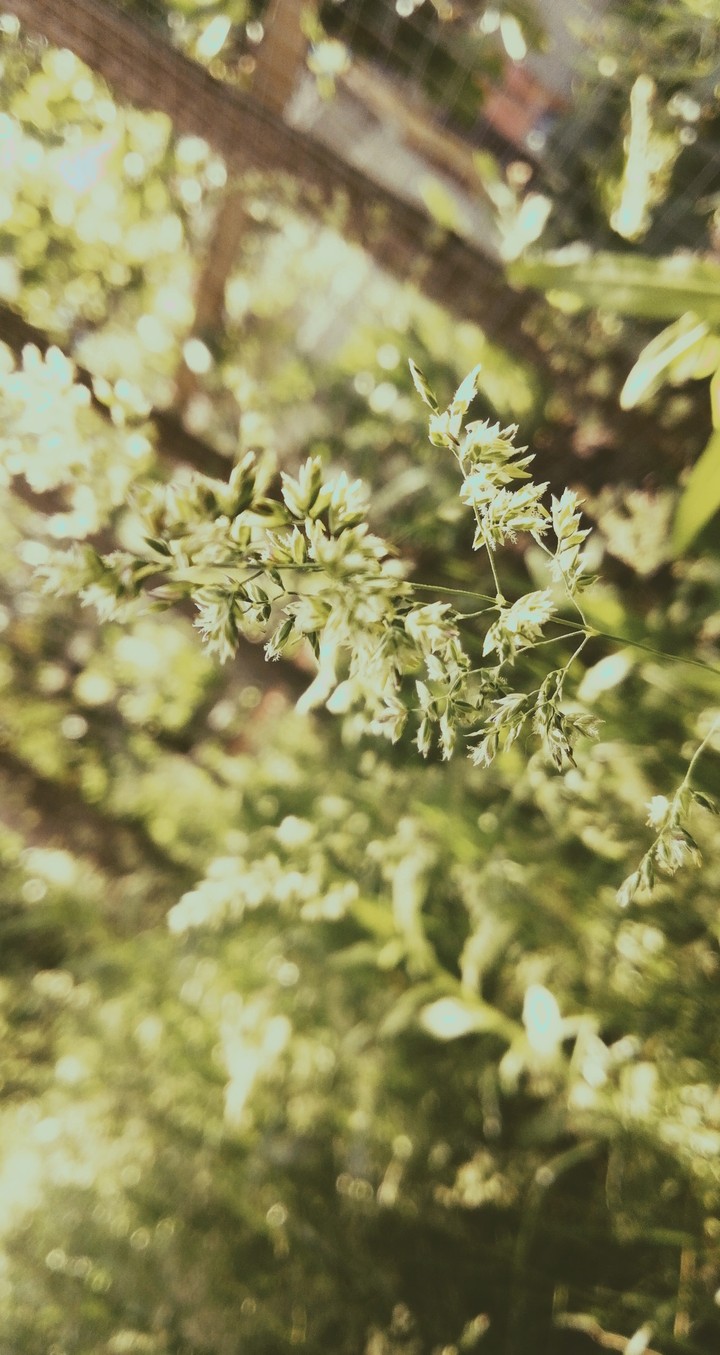 grass