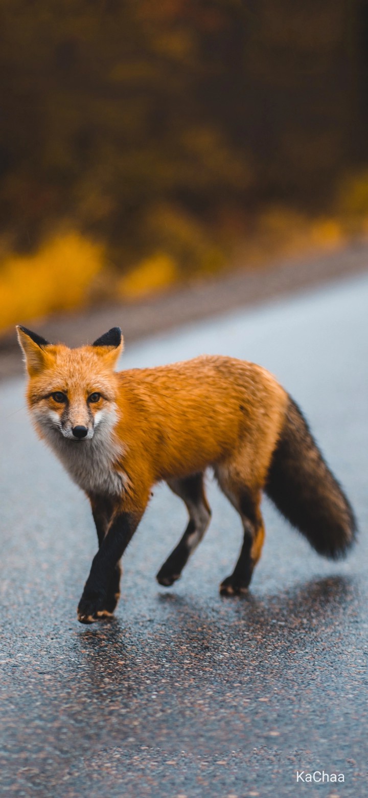fox