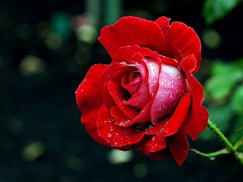rose red
