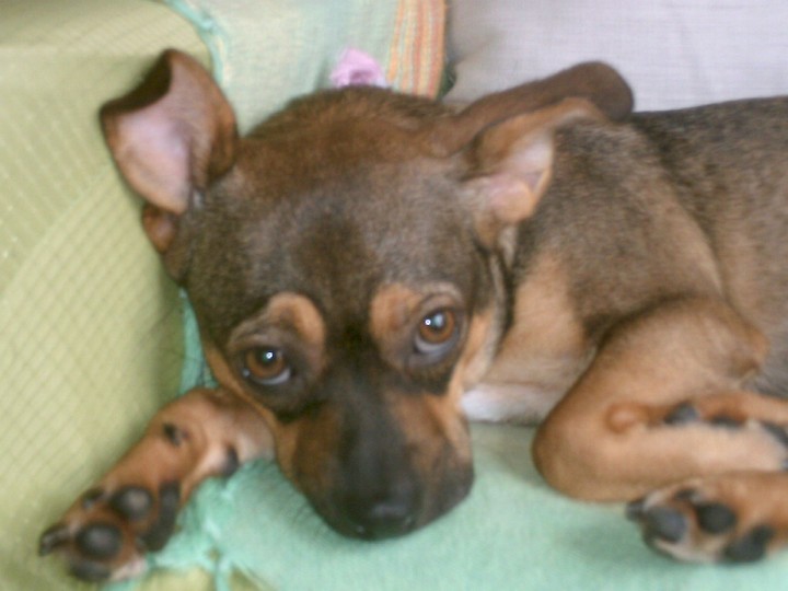 cão