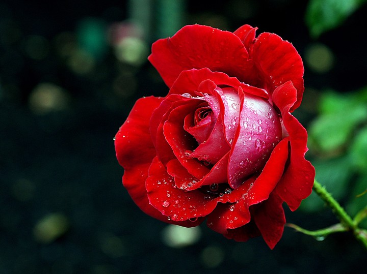rose red