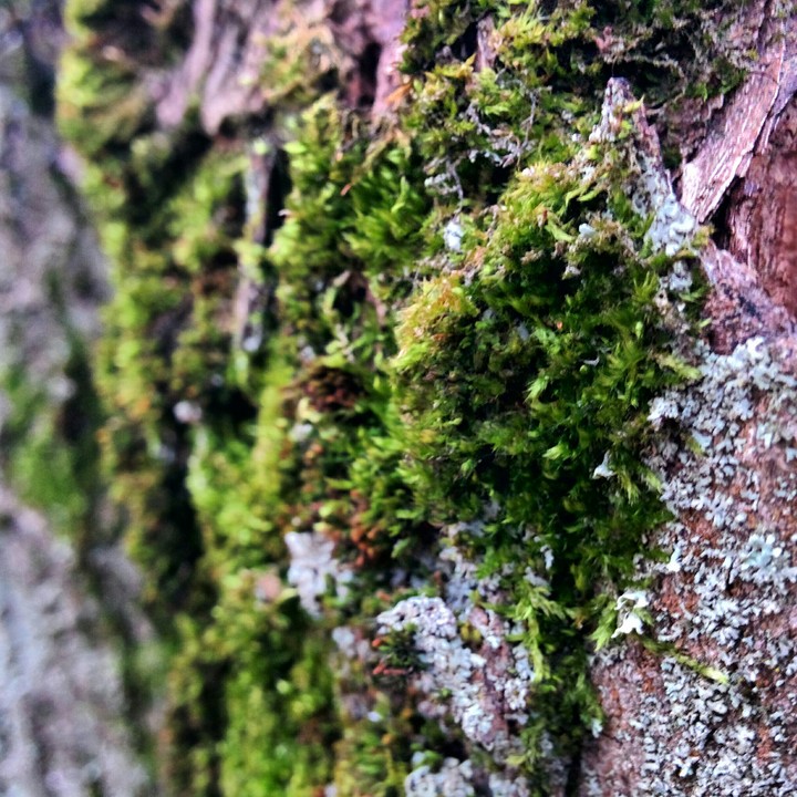 moss