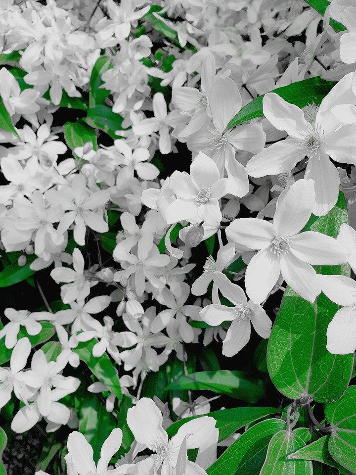 花
