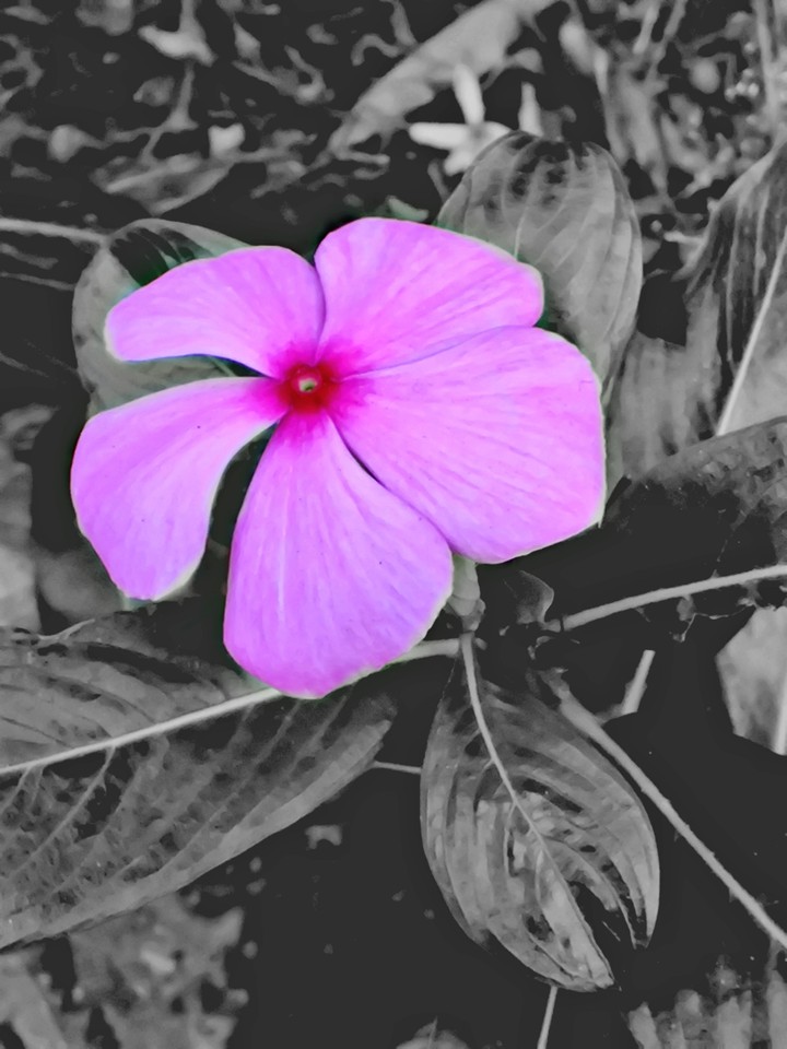 pink flowers