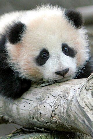 panda