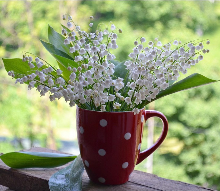 Lily_of_the_valley