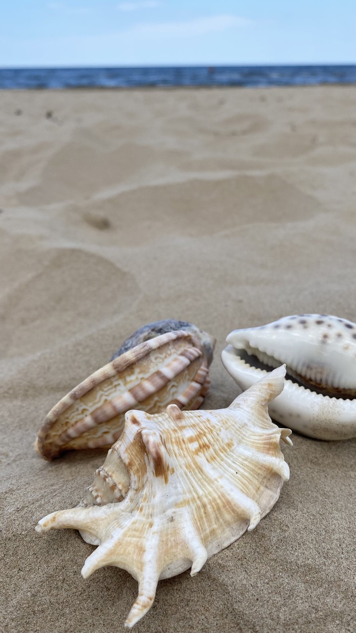 seashells