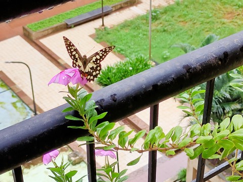 Butterfly