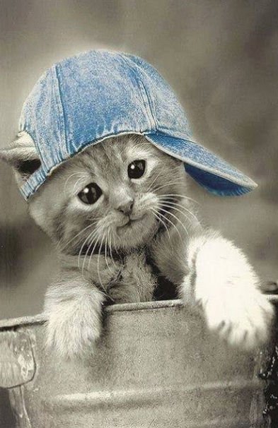cute cat