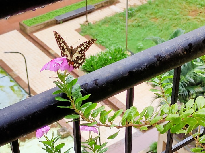 Butterfly
