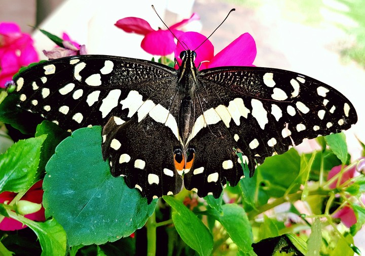 Fluttery Buttery Fly
