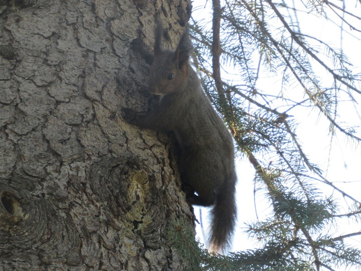 squirrel