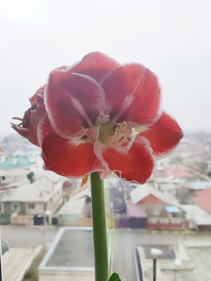 red flower