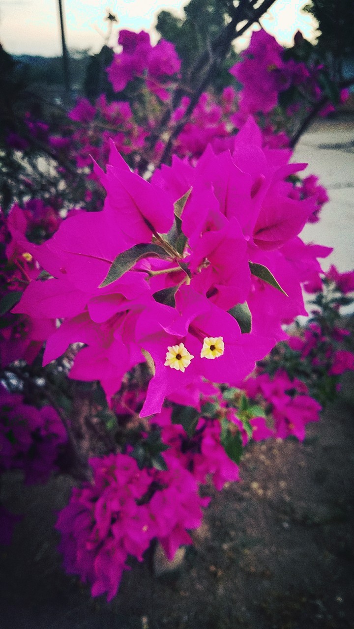 Pretty in Pink