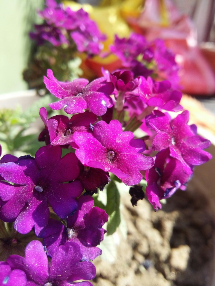 flower colouring