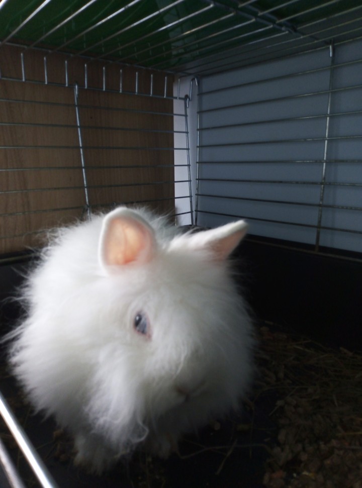 My rabbit in her home.