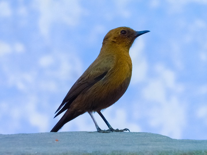 Bird