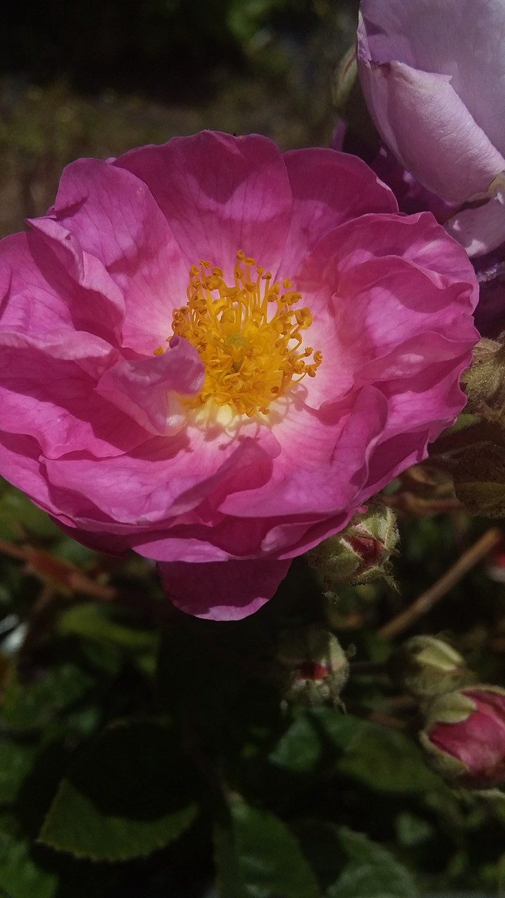 Rosa