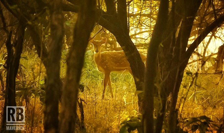 spotted Deer 
