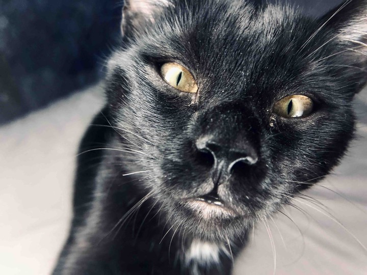 cat