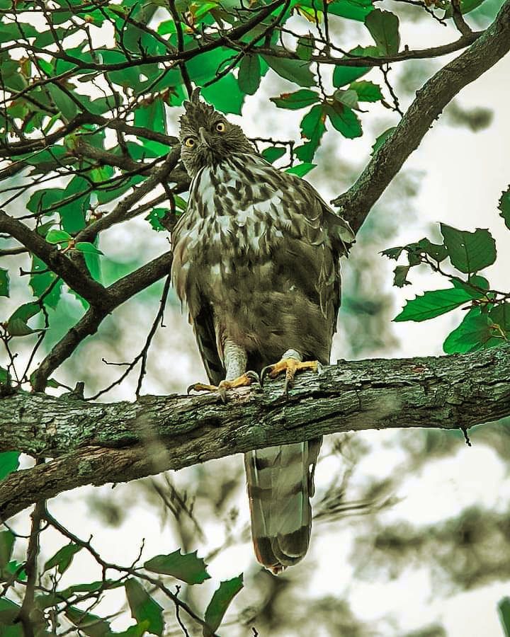 Eagle