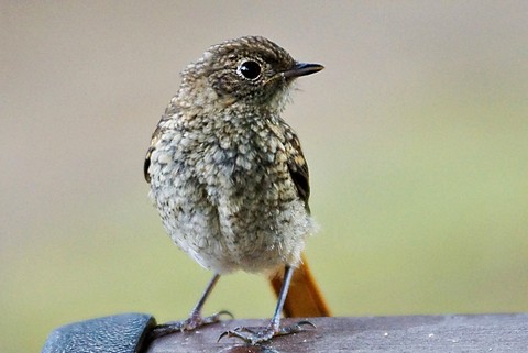 шпалери Tail, passerine
