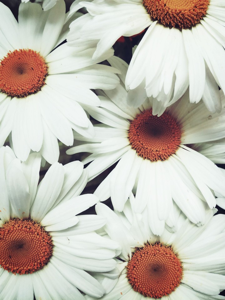 Camomiles