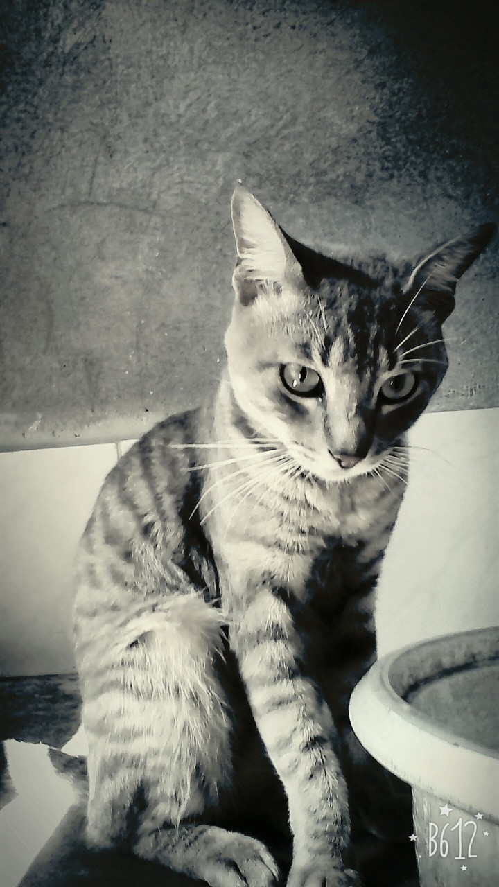 Pretty Cat