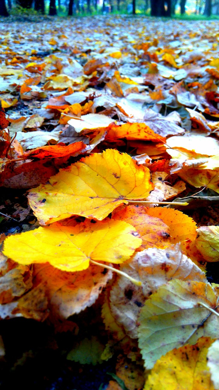 Autumn, evening