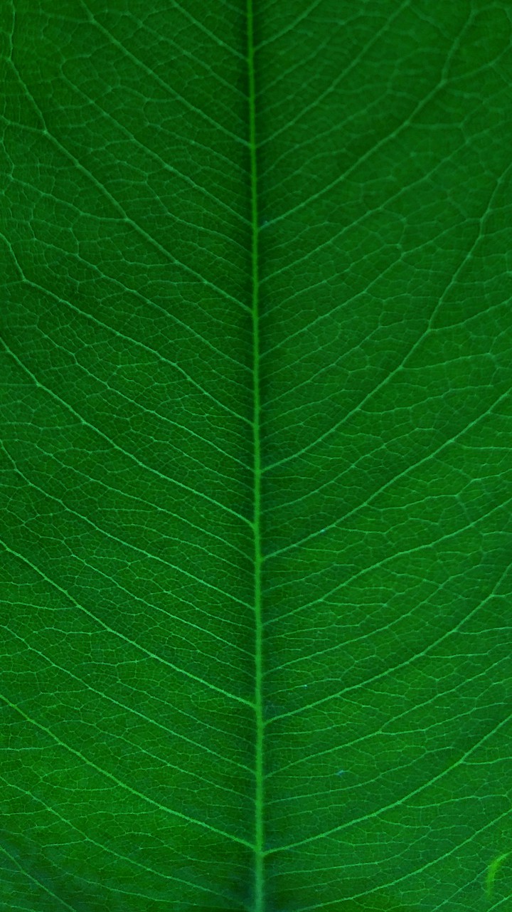 Single Leaf Still Looks Beautiful ?